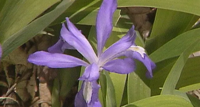 Dwarf Iris | Appalachian Cove (S.C.) | NatureScene