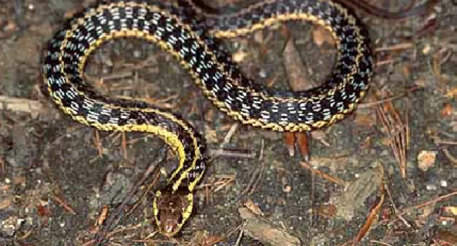 Eastern Garter Snake | The Cove Forest
