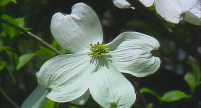 Flowering Dogwood | Forty Acre Rock (S.C.)