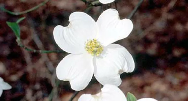 Flowering Dogwood | The Cove Forest