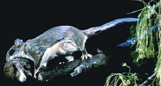 Flying Squirrel | The Cove Forest