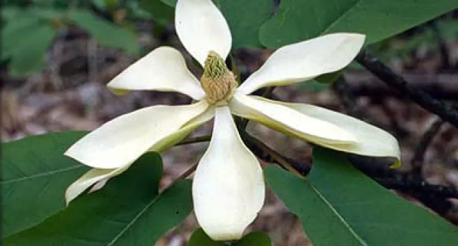 Fraser's Magnolia  | The Cove Forest
