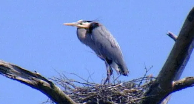 Great Blue Heron | Bulls Island Natural Area (S.C.)