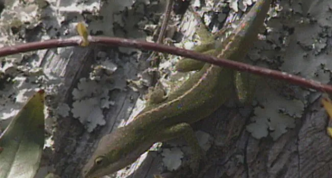 Green Anole | Forty Acre Rock (S.C.)