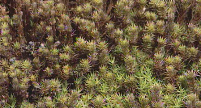 Haircap Moss | Forty Acre Rock (S.C.)