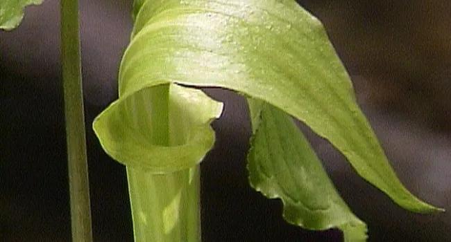 Jack in the Pulpit | Appalachian Cove (S.C.)