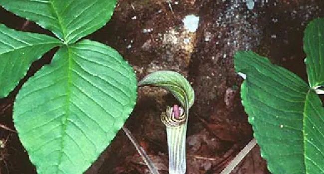 Jack in the Pulpit  | The Cove Forest