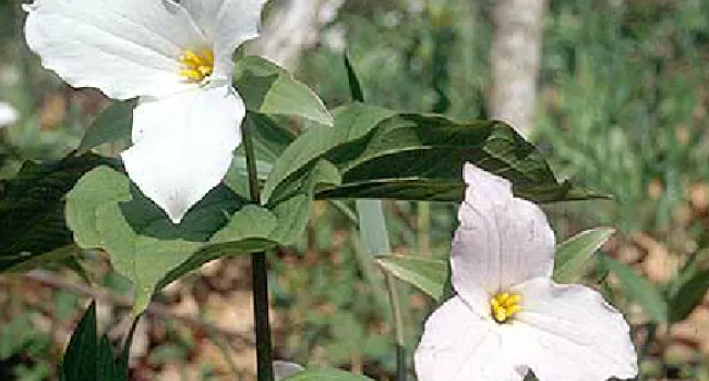 Large-Flowered Trillium | The Cove Forest