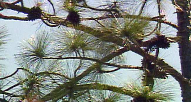 Longleaf Pine | Cartwheel Bay (S.C.)