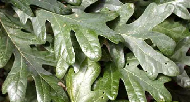 Close-Up of Oak Leaves | The Cove Forest