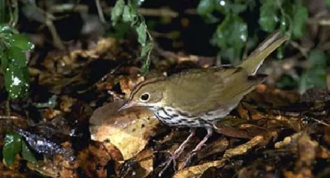 Ovenbird | The Cove Forest