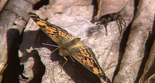 Pearl Crescent Butterfly | Appalachian Cove (S.C.)
