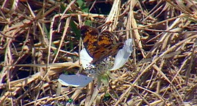 Pearl Crescent Butterfly | Bulls Island Natural Area (S.C.)