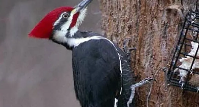 Pileated Woodpecker | The Cove Forest
