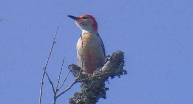 Red Bellied Woodpecker | Bulls Island Natural Area (S.C.)