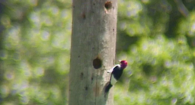 Red-headed Woodpecker | Cartwheel Bay (S.C.)