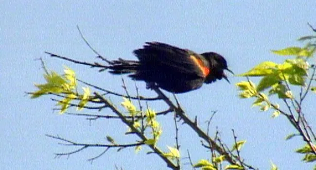 Red Winged Blackbird | Bulls Island Natural Area (S.C.)
