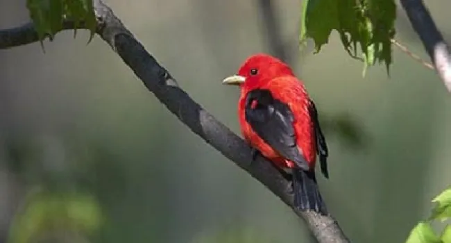 Scarlet Tanager | The Cove Forest