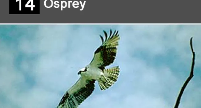 
            <div>14. Osprey</div>
      