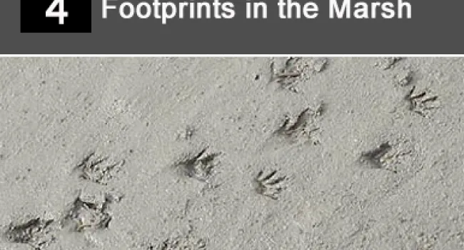 
            <div>04. Footprints in the Marsh</div>
      