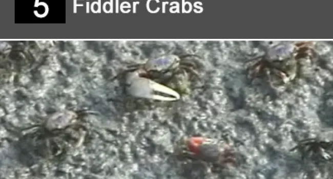 
            <div>05. Fiddler Crabs</div>
      