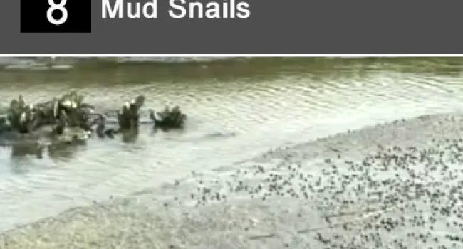 
            <div>08. Mud Snails</div>
      
