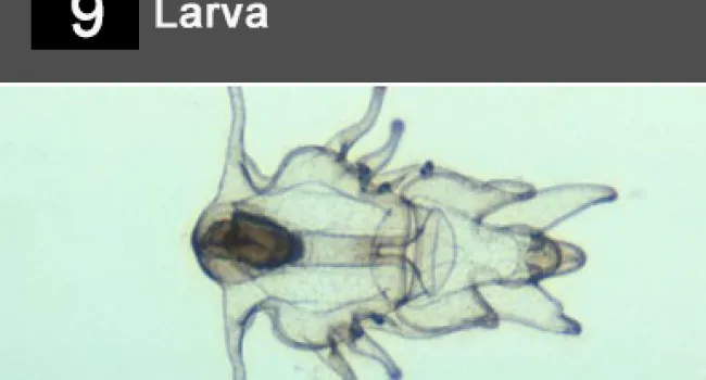 
            <div>09. Larva</div>
      