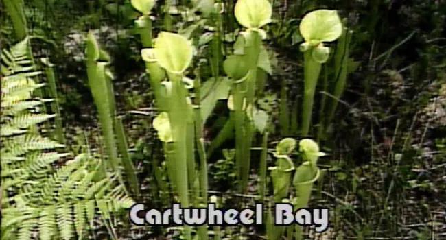 
            <div>Cartwheel Bay (S.C.) | NatureScene</div>
      