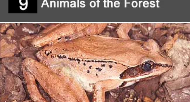 
            <div>09. Animals of the Forest</div>
      