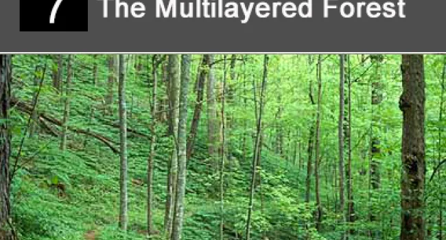 
            <div>07. The Multilayered Forest</div>
      