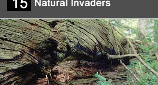 
            <div>15. Natural Invaders</div>
      