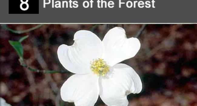 
            <div>08. Plants of the Forest</div>
      