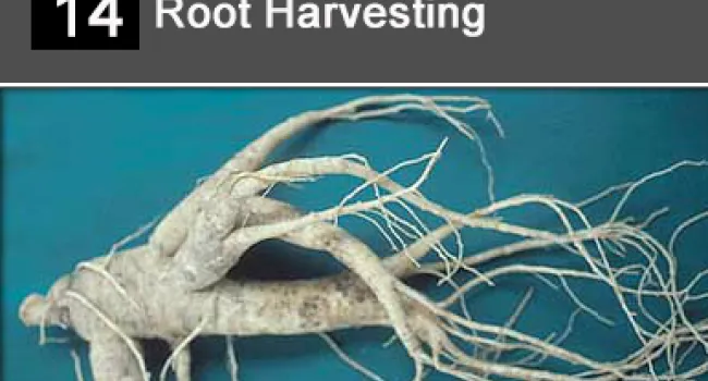 
            <div>14. Root Harvesting</div>
      