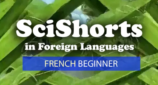 
            <div>French Beginner</div>
      