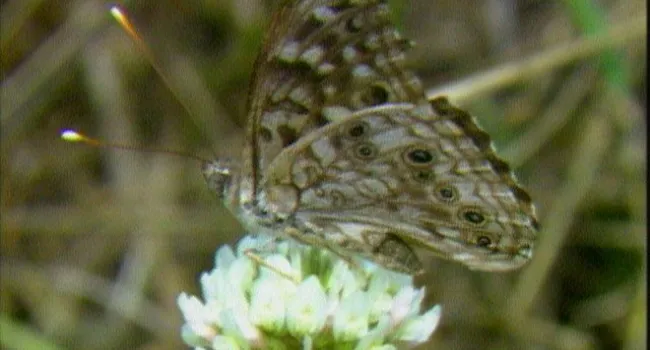 Snout Butterfly | Congaree National Park (S.C.)