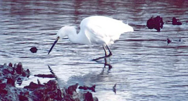 Snowy Egret | The Salt Marsh