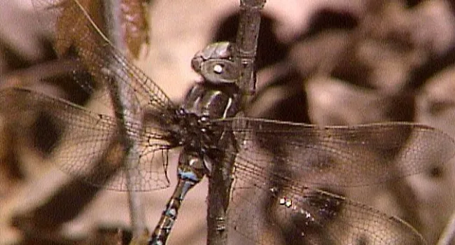 Springtime Darner Dragonfly | Appalachian Cove (S.C.)