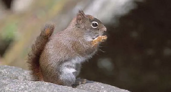 Squirrel with Acorns | The Cove Forest