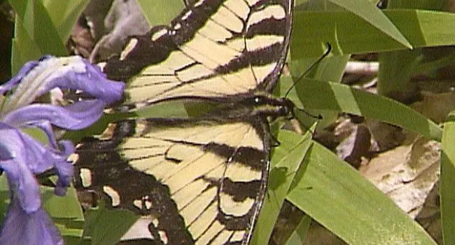 Tiger Swallowtail Butterfly | Appalachian Cove (S.C.)