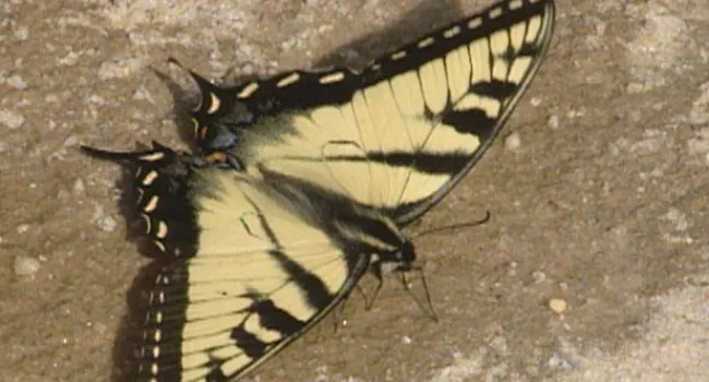Tiger Swallowtail | Forty Acre Rock (S.C.)