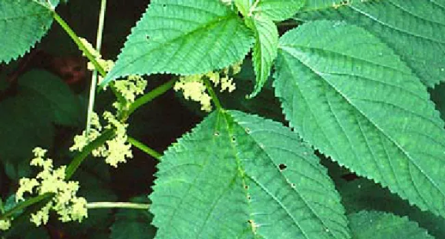 Wood Nettle | The Cove Forest