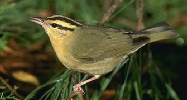 Worm-Eating Warbler | The Cove Forest