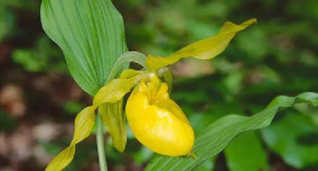 Yellow Lady Slipper | The Cove Forest