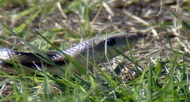 Yellow Rat Snake | Bulls Island Natural Area (S.C.)