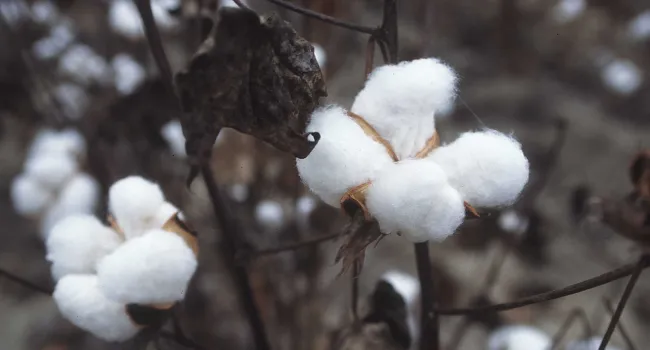Cotton Becomes King - Cotton Gin