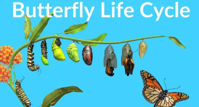 Butterflies & Life Cycle