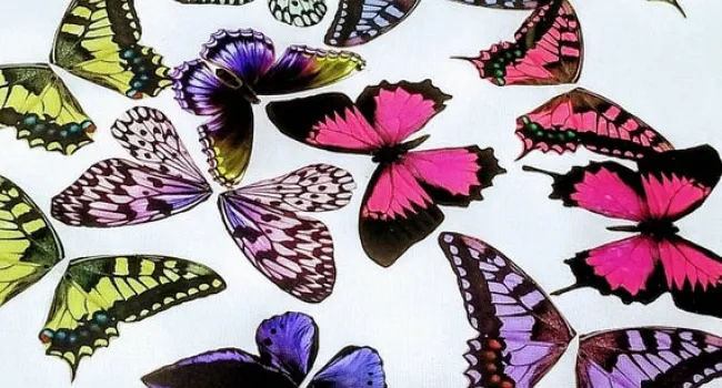Butterflies: Our Pollinators