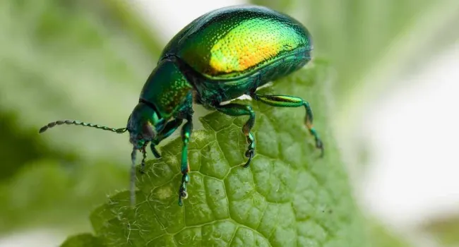 Peppermint Beetles