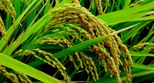 Diary of a Grain of Rice OR an Indigo Plant