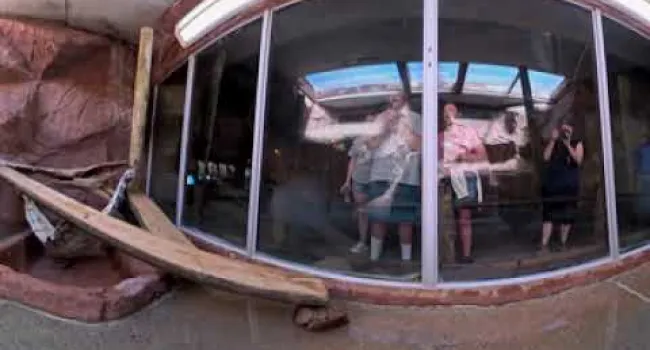  Fishing Cat 360° | Zoo Minutes 360  
